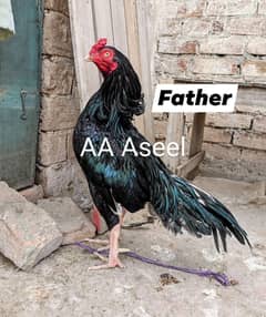 Lasani