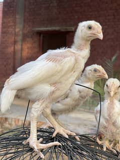 gurannted paper white heera chicks