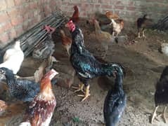 Aseel + Desi setup sale urgent