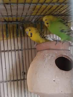 TCB mix budgies for sale