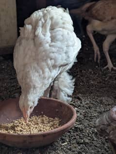 3 white buff chick's or ak black chick for sel 4 pis
