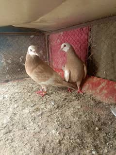 Jogi Pigeon Pair with baby