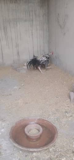2 month ky ha 5 chuzy ha aik murgi