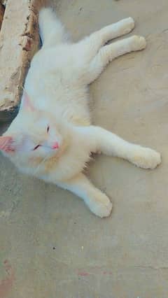 Turkish Cat For Sale