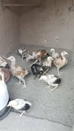 Aseel chicks