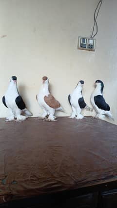 Pure Lahore sherazi pigeon