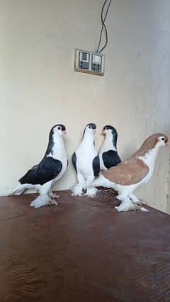 lahore Sherazi pigeon