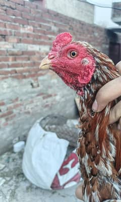 Top Quality Aseel murga  Pure Pakistan high breed