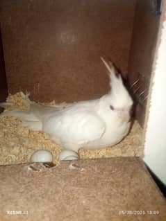 for sale