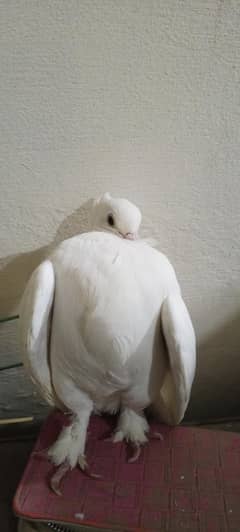 kabooter