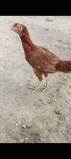 egg de rhi hin