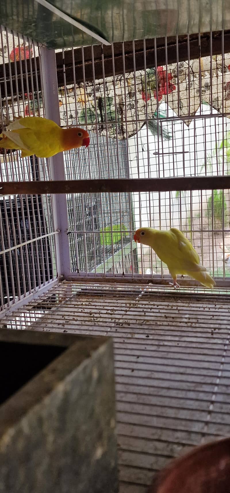 All birds Avlbe 0