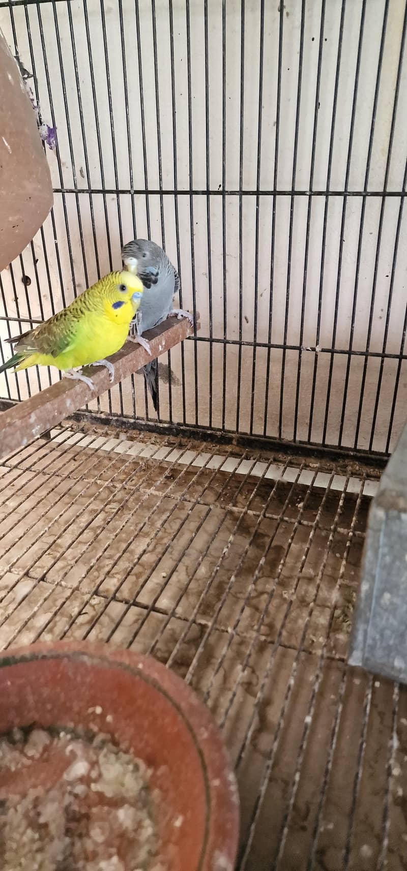All birds Avlbe 7