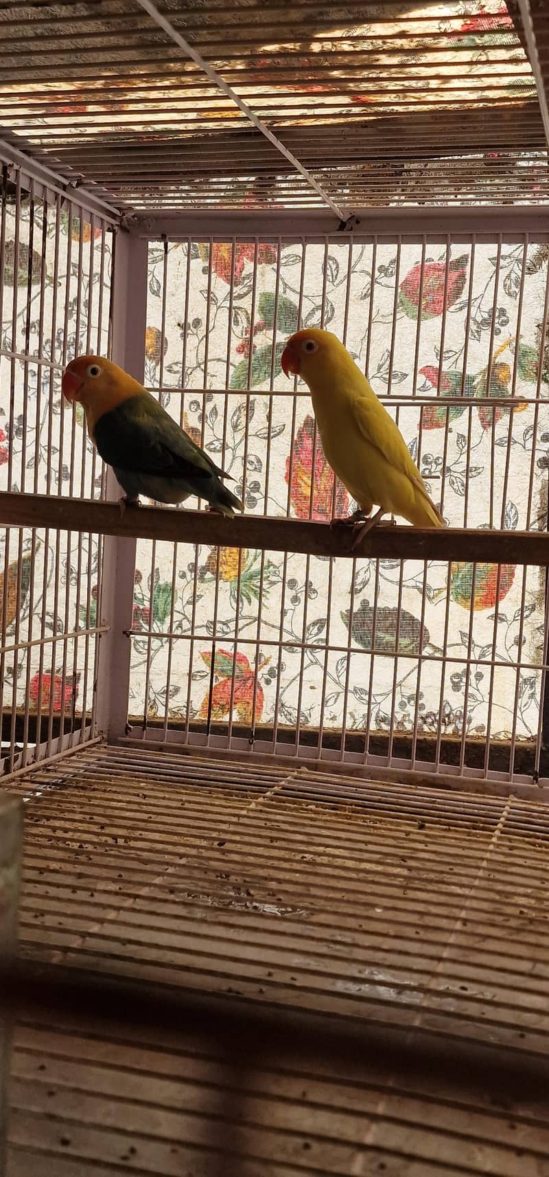 All birds Avlbe 8