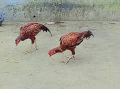 Pair of Aseel