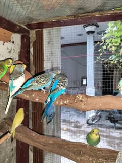 budgies