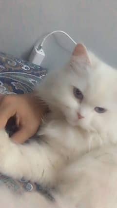 Persian cat extra long coat blue eyes