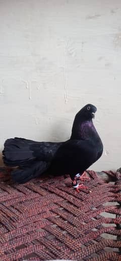 Black lakha