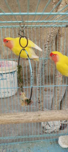 Common Lotion Breeding Pair