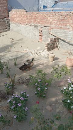 duck pair