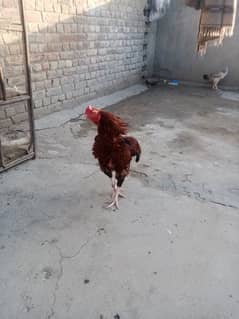 aseel home breed