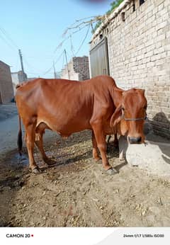 Sahiwal