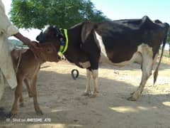Frizan cow 18 kg chawai. .