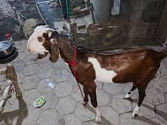 10 month ka Bakra deci he