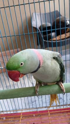 Raw parrot for sale with cage