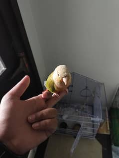 full hand tame pineapple conure for sale
