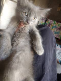 Percian male kitten
