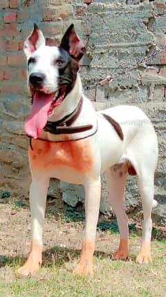 for sale bully gultair