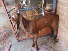 Bakra and Bakri