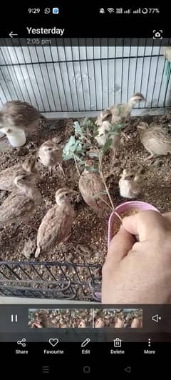 irani teeter chicks for sale.