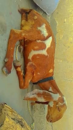 03185479020 only Whatsapp ya call