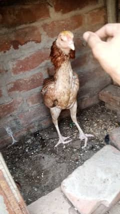 Jawi Pure hen