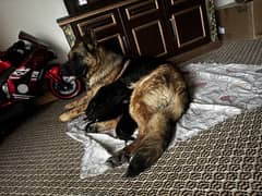 Pedigree german shepherd puppy