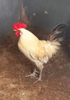 white desi murga for sale