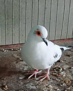 diamond pied dove pair