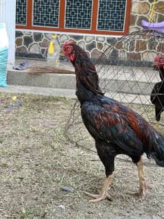 Urgent sale Murgha