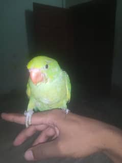 chick