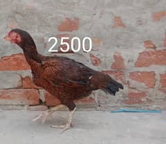 aseel murga