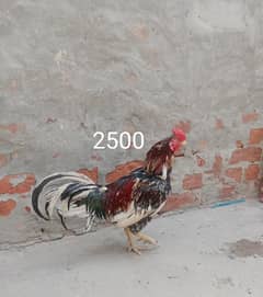 aseel