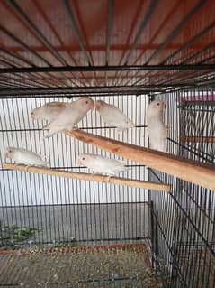 ALBINO RED EYES BREEDER PAIRS