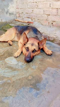 Stock coat female