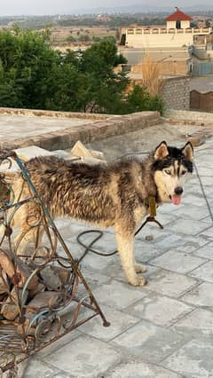 husky