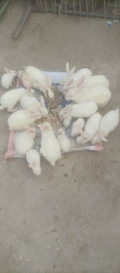 male female dono 03006785250