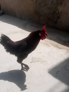 murga