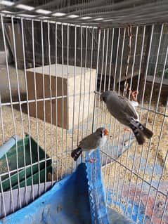 finches