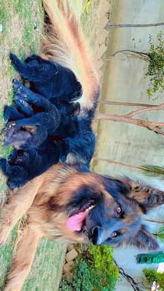 German shepherd puppies for sale